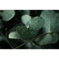 Tylo-sauna-scent-eucalyptus