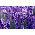 Tylo-sauna-scent-lavender